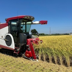 令和7年茨城産コシヒカリ玄米　30kgの画像