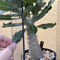 観葉植物　パキポディウム　カクチペス　塊根植物の画像