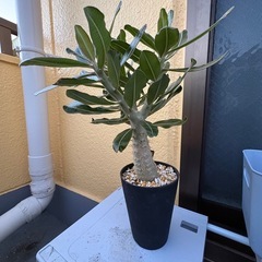 観葉植物　パキポディウム　カクチペス　塊根植物の画像