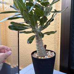 観葉植物　パキポディウム　カクチペス　塊根植物