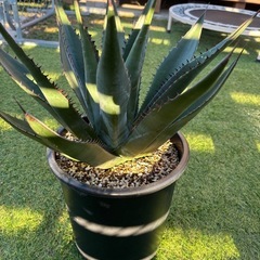 USシャウィーの画像