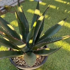 USシャウィーの画像