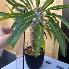 観葉植物　パキポディウム　ラモサム　塊根植物
