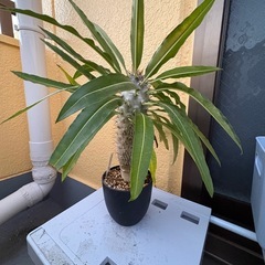 観葉植物　パキポディウム　ラモサム　塊根植物の画像