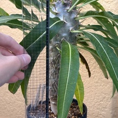 観葉植物　パキポディウム　ラモサム　塊根植物の画像