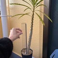 観葉植物　パキポディウム　ルテンベルギアナム　塊根植物