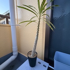 観葉植物　パキポディウム　ルテンベルギアナム　塊根植物の画像