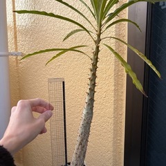 観葉植物　パキポディウム　ルテンベルギアナム　塊根植物の画像