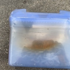 タイヤチェーン205/55-15等　未開封
の画像