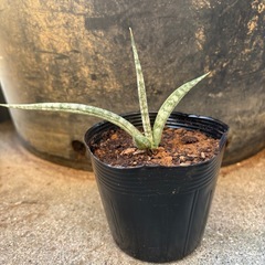 サンスベリアキリンドリカの画像
