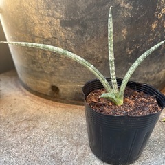 サンスベリアキリンドリカの画像