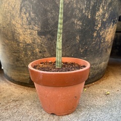 サンスベリアキリンドリカの画像