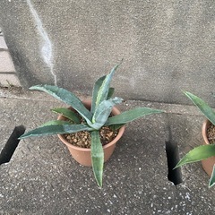 アガベ.アメリカーナの画像