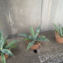 アガベ.アメリカーナの画像