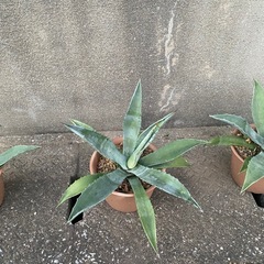 アガベ.アメリカーナの画像