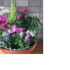 プランターで寄せ植え楽しみませんか？