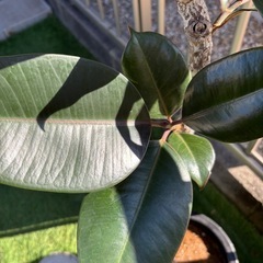 大型　フィカスバーガンディー　曲がり　約130cm の画像