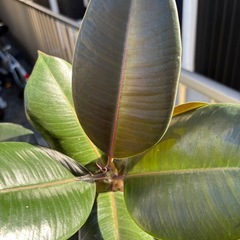 大型　フィカスバーガンディー　曲がり　約130cm の画像