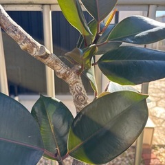 大型　フィカスバーガンディー　曲がり　約130cm の画像