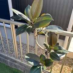 大型　フィカスバーガンディー　曲がり　約130cm の画像