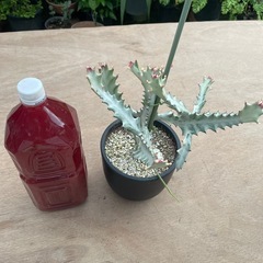 ホワイトゴースト👻の画像