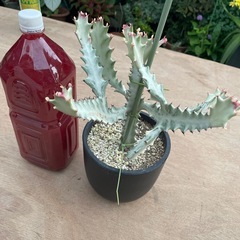 ホワイトゴースト👻の画像