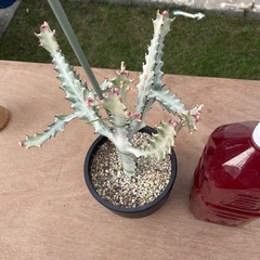 ホワイトゴースト👻の画像