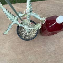 ホワイトゴースト👻の画像