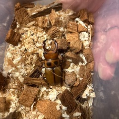 グラディアトールメンガタクワガタ♂単の画像