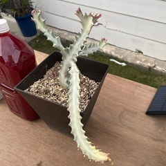 ホワイトゴーストの画像