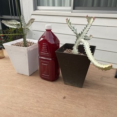 ホワイトゴーストの画像