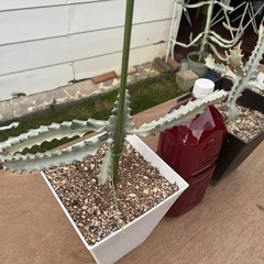 ホワイトゴーストの画像