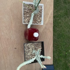 ホワイトゴーストの画像