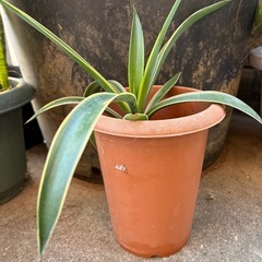 アガベ　ベネズエラの画像