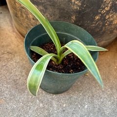 アガベ　ベネズエラの画像