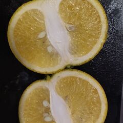 柑橘☆みかん5個セット♪の画像