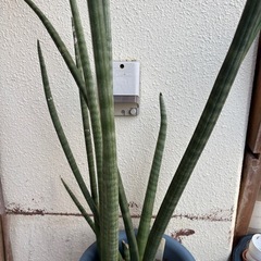 サンスベリアキリンドリカの画像