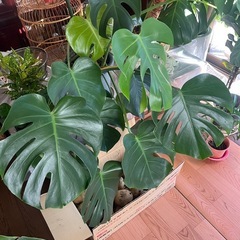 観葉植物　モンステラの画像