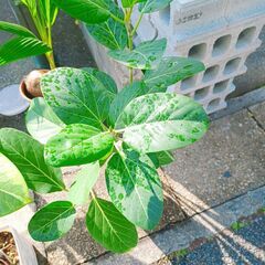 ✨1鉢　フィカス・アルテシィマ 曲がりタイプ ・ フィカス ベンガレンシス 　観葉植物 ゴムの木　鉢付きの画像