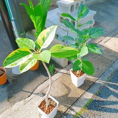 ✨1鉢　フィカス・アルテシィマ 曲がりタイプ ・ フィカス ベンガレンシス 　観葉植物 ゴムの木　鉢付きの画像