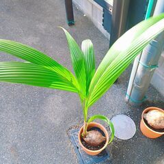 ✨1鉢 ココヤシ 鉢付き 95cmと105cm 観葉植物　椰子の実 ヤシの実 ココナッツの画像