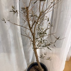 オリーブの木の画像