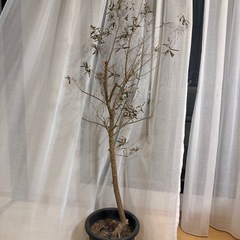 オリーブの木の画像