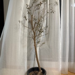 オリーブの木の画像
