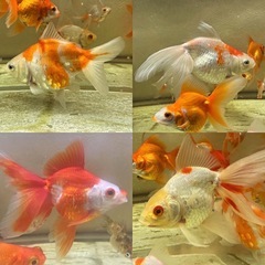 ①琉金10尾500円の画像