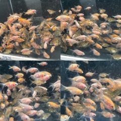 ①琉金10尾500円の画像