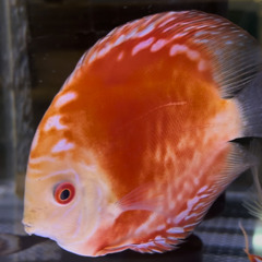 元気なディスカス　レッドラフレシア　13〜14cmの画像