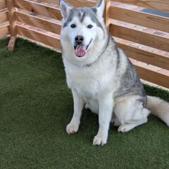 シベリアンハスキー♀８歳