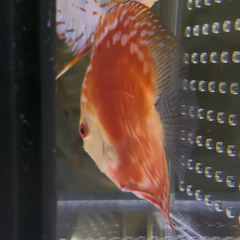 元気なディスカス　レッドラフレシア　13〜14cmの画像