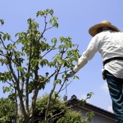 剪定いたします